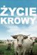 Życie krowy